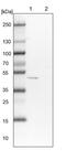 Flavin Containing Dimethylaniline Monoxygenase 2 antibody, PA5-55810, Invitrogen Antibodies, Western Blot image 
