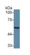 Adrenoceptor Alpha 1A antibody, MBS2013859, MyBioSource, Western Blot image 