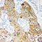 NADPH Oxidase 5 antibody, LS-C313080, Lifespan Biosciences, Immunohistochemistry paraffin image 