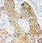 NOX5 antibody, LS-C313080, Lifespan Biosciences, Immunohistochemistry paraffin image 