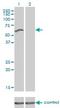 E3 ubiquitin-protein ligase UHRF2 antibody, H00115426-M01, Novus Biologicals, Western Blot image 