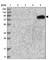 KIAA0218 antibody, HPA036822, Atlas Antibodies, Western Blot image 