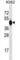 BMI1 Proto-Oncogene, Polycomb Ring Finger antibody, abx025296, Abbexa, Western Blot image 
