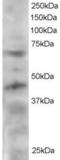 Telomeric Repeat Binding Factor 1 antibody, orb18371, Biorbyt, Western Blot image 