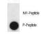 Claudin 2 antibody, LS-C100332, Lifespan Biosciences, Dot Blot image 