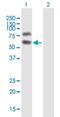 Heterochromatin Protein 1 Binding Protein 3 antibody, H00050809-B01P, Novus Biologicals, Western Blot image 