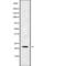 TM2 Domain Containing 1 antibody, PA5-68344, Invitrogen Antibodies, Western Blot image 