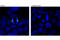 Transforming Acidic Coiled-Coil Containing Protein 3 antibody, 8842P, Cell Signaling Technology, Immunofluorescence image 