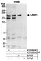 KN motif and ankyrin repeat domain-containing protein 1 antibody, A301-882A, Bethyl Labs, Immunoprecipitation image 
