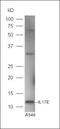 Interleukin 25 antibody, orb222113, Biorbyt, Western Blot image 