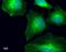 Gamma-tubulin complex component 4 antibody, MA5-17294, Invitrogen Antibodies, Immunofluorescence image 