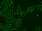 Phosphoribosyl Transferase Domain Containing 1 antibody, 201749-T02, Sino Biological, Immunohistochemistry paraffin image 