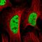 KIAA1757 antibody, HPA035574, Atlas Antibodies, Immunocytochemistry image 