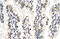 RUN domain-containing protein 2A antibody, 30-311, ProSci, Immunohistochemistry frozen image 