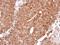 Histamine Receptor H2 antibody, LS-C185950, Lifespan Biosciences, Immunohistochemistry paraffin image 