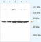 ATP Binding Cassette Subfamily B Member 8 antibody, TA310029, Origene, Western Blot image 