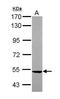 Seryl-tRNA synthetase, mitochondrial antibody, GTX119452, GeneTex, Western Blot image 