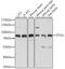 Integrin Alpha FG-GAP Repeat Containing 1 antibody, 16-312, ProSci, Western Blot image 