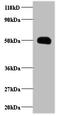 C-C Motif Chemokine Ligand 2 antibody, A51548-100, Epigentek, Western Blot image 