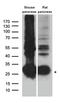 Chymotrypsin Like antibody, LS-C796621, Lifespan Biosciences, Western Blot image 