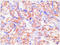 CD93 Molecule antibody, BM4030B, Origene, Immunohistochemistry frozen image 