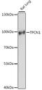 Two Pore Segment Channel 1 antibody, 16-273, ProSci, Western Blot image 