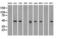 Small RNA Binding Exonuclease Protection Factor La antibody, LS-C114539, Lifespan Biosciences, Western Blot image 