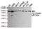 Phosphoinositide-3-Kinase Regulatory Subunit 2 antibody, STJ99192, St John