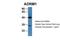 Adhesion Regulating Molecule 1 antibody, PA5-44973, Invitrogen Antibodies, Western Blot image 