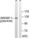 Sterol Regulatory Element Binding Transcription Factor 1 antibody, LS-C199604, Lifespan Biosciences, Western Blot image 