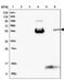 Macrophage Stimulating 1 antibody, PA5-54959, Invitrogen Antibodies, Western Blot image 