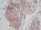 Transforming Growth Factor Alpha antibody, GTX74160, GeneTex, Immunohistochemistry paraffin image 