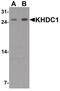 KH Domain Containing 1 antibody, PA5-34573, Invitrogen Antibodies, Western Blot image 