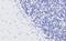 Synaptosome Associated Protein 25 antibody, NB100-1492, Novus Biologicals, Immunohistochemistry frozen image 