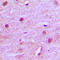 MNAT1 Component Of CDK Activating Kinase antibody, LS-C352528, Lifespan Biosciences, Immunohistochemistry frozen image 