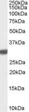 LXN antibody, LS-C55055, Lifespan Biosciences, Western Blot image 