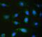 Calpastatin antibody, A00337, Boster Biological Technology, Immunofluorescence image 