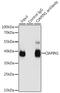Cytokine Induced Apoptosis Inhibitor 1 antibody, GTX55572, GeneTex, Immunoprecipitation image 