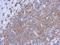 Prostaglandin E Synthase 3 antibody, NBP2-19998, Novus Biologicals, Immunohistochemistry frozen image 