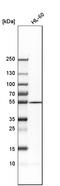Adenylosuccinate Lyase antibody, HPA000525, Atlas Antibodies, Western Blot image 