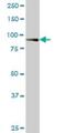 RAS And EF-Hand Domain Containing antibody, H00158158-M02, Novus Biologicals, Western Blot image 