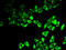 Insulin Like Growth Factor Binding Protein 5 antibody, 15-235, ProSci, Immunofluorescence image 