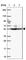 Ankyrin Repeat Domain 65 antibody, HPA065720, Atlas Antibodies, Western Blot image 