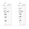 La Ribonucleoprotein Domain Family Member 4B antibody, PA5-57721, Invitrogen Antibodies, Western Blot image 