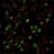 Spi-1 Proto-Oncogene antibody, NBP2-75766, Novus Biologicals, Immunofluorescence image 