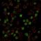 Transcription factor PU.1 antibody, NBP2-75766, Novus Biologicals, Immunofluorescence image 