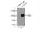Cullin 4B antibody, 12916-1-AP, Proteintech Group, Immunoprecipitation image 
