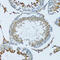 Hemopexin antibody, 19-752, ProSci, Immunohistochemistry paraffin image 