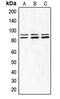 Component Of Inhibitor Of Nuclear Factor Kappa B Kinase Complex antibody, MBS820484, MyBioSource, Western Blot image 