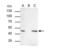 Transcription Factor AP-2 Beta antibody, NBP2-20606, Novus Biologicals, Immunoprecipitation image 